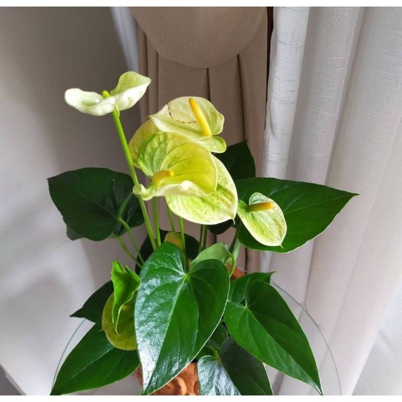 Tanaman Hias Anthurium Mickey Mouse Kuning - Anthurium Mickey Mouse Bunga Kuning - Tanaman hidup