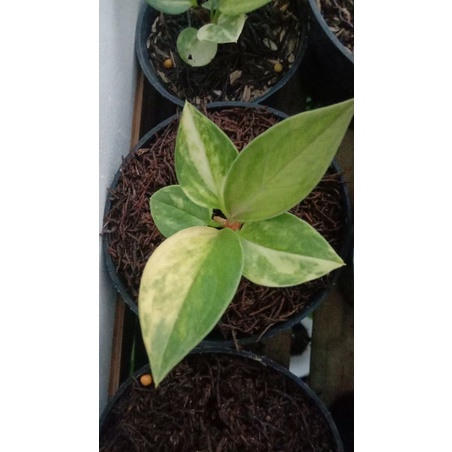 Jemani Tornado Varigata