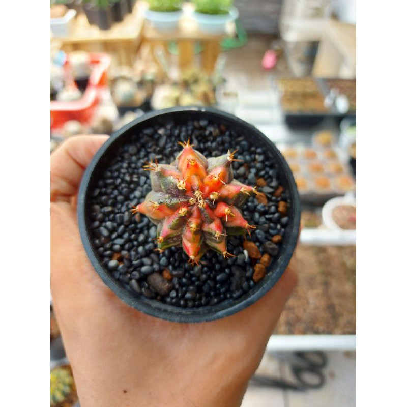 Kaktus Premium Gymno Miha Varigata