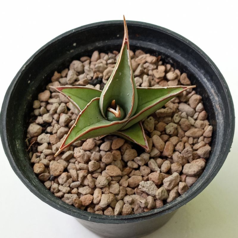 Sansevieria Pinguicula | Sanse Pinguin | Sanse | Pinguicula | Pinguin