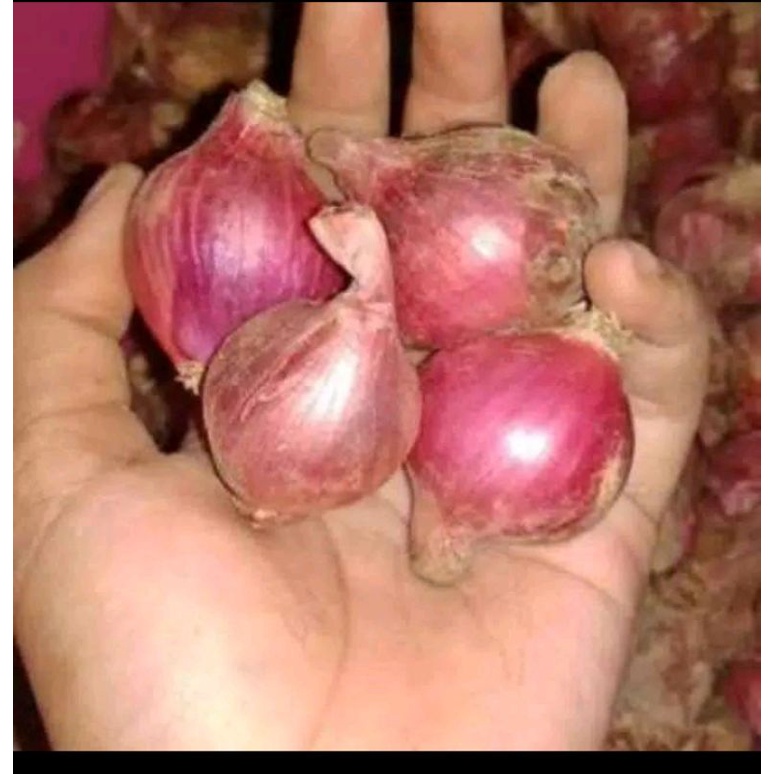 

BAWANG MERAH BESAR DAN KERING 500 GRAM