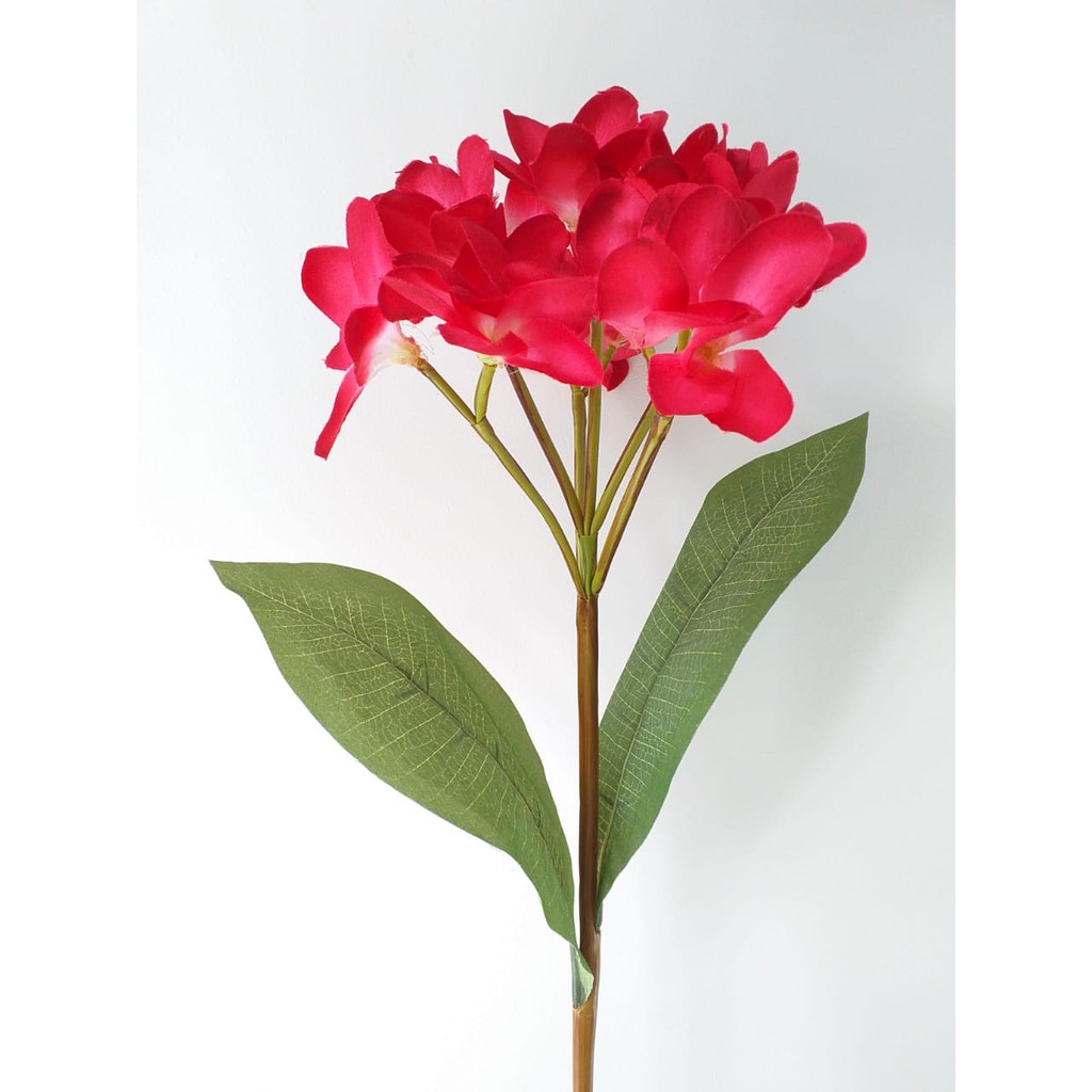 Kamboja Merah / Bunga Kamboja