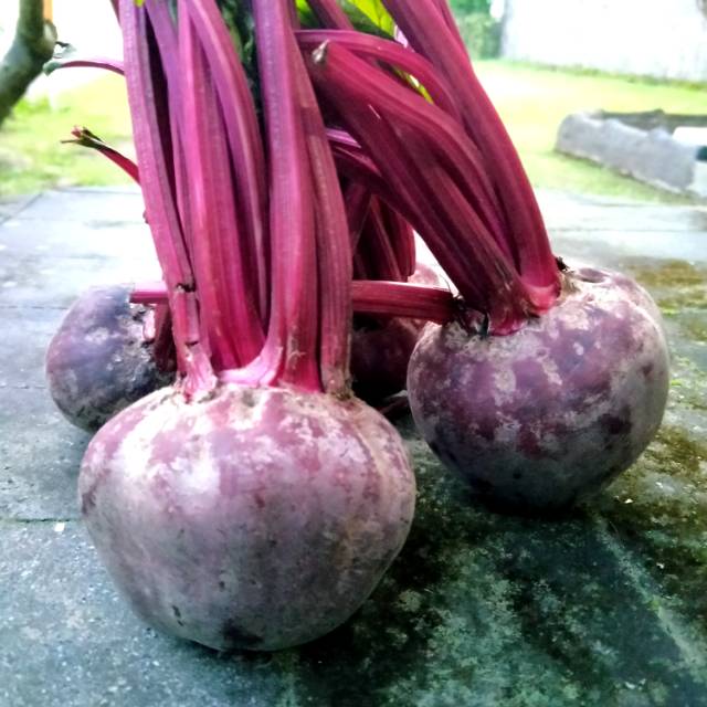 

Buah Bit Fresh (Harga per 500gr)