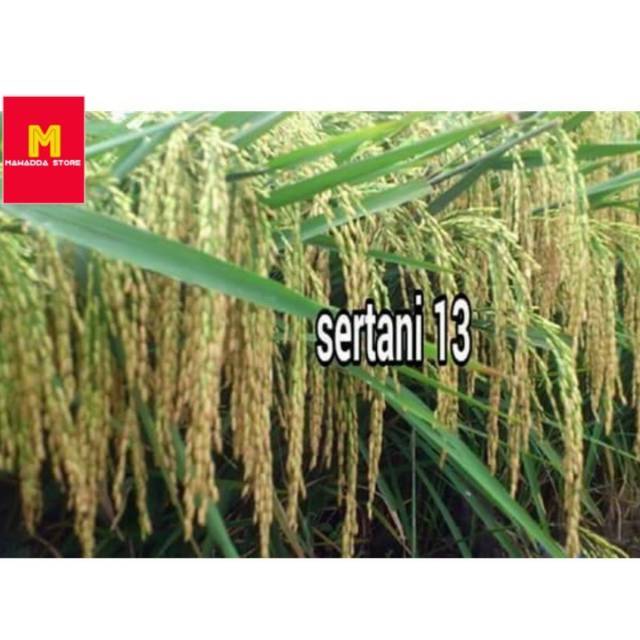Benih Padi Sertani 13 Bibit Unggul