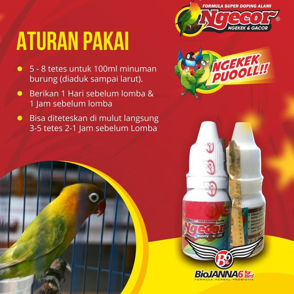 Eksklusif Dog Burung Lovebird Dog Burung Lomba Ngekek Ngecor Dog Lovebird Ngecor Indonesia