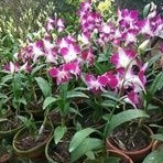 anggrek dendrobium sonia