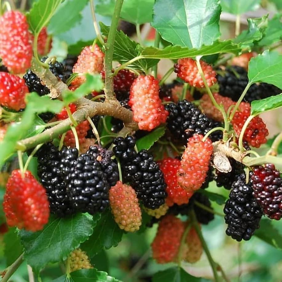 Bibit tanaman murbei / pohon mulberry bibit tanaman black bary tanaman berbuah berbunga tanaman