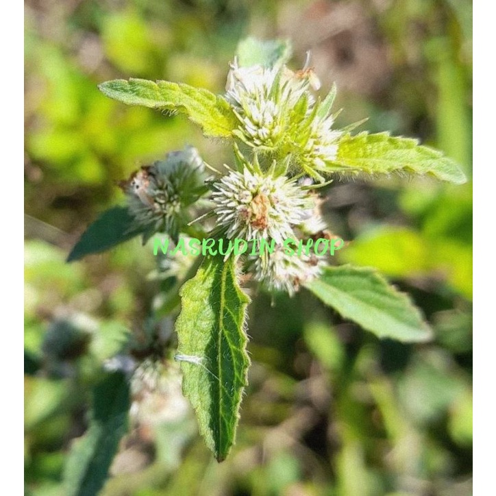 

DAUN PUSAR GENGGEYAN SEGAR / HYPTIS BREVIPES