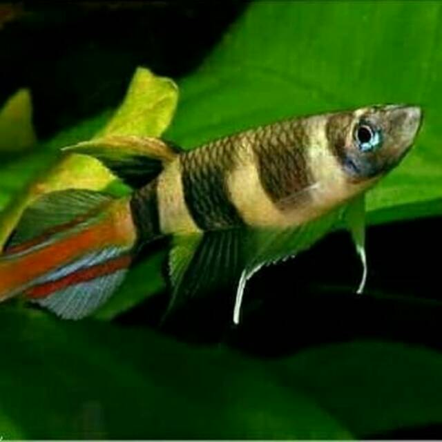 Ikan hias roket