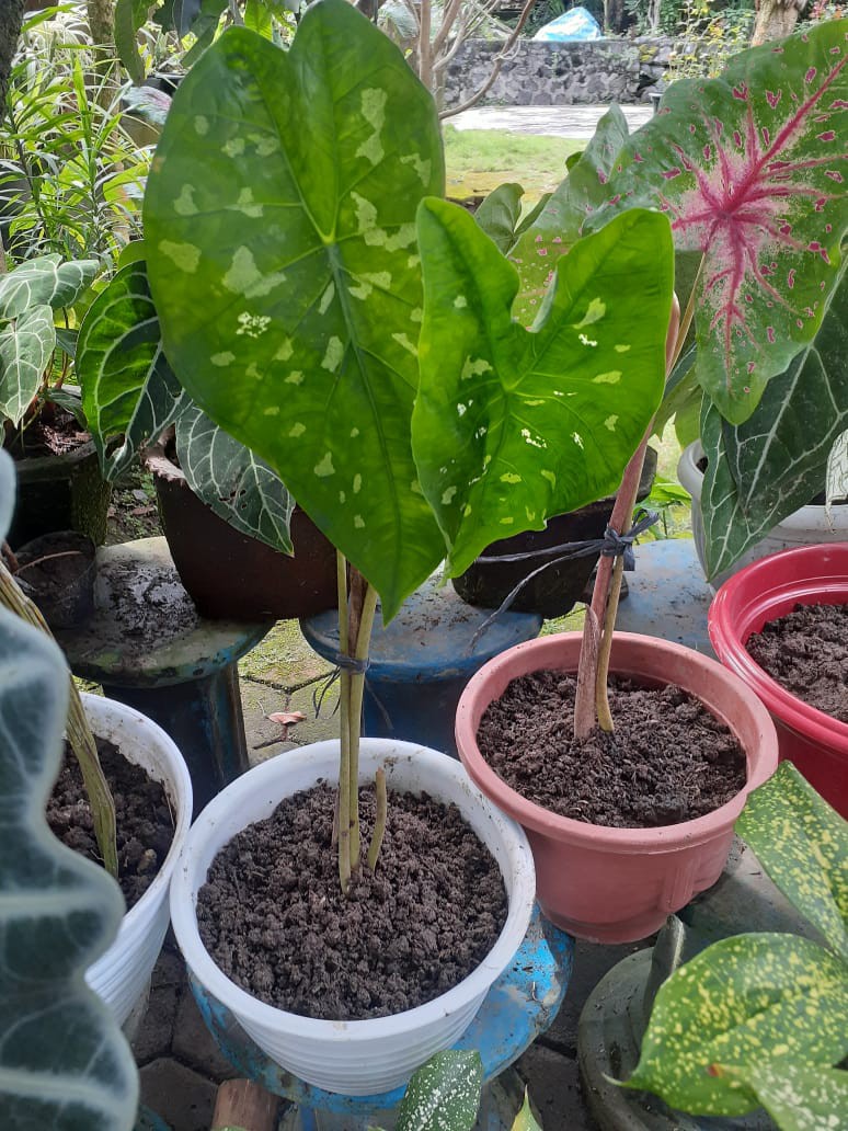 Tanaman Hias Keladi Army/caladium Army