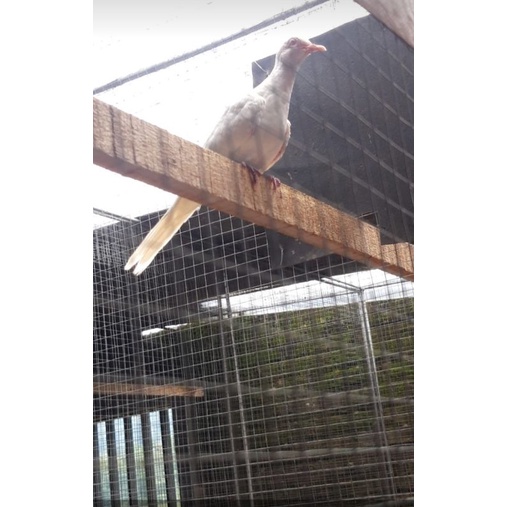 perkutut putih kapas