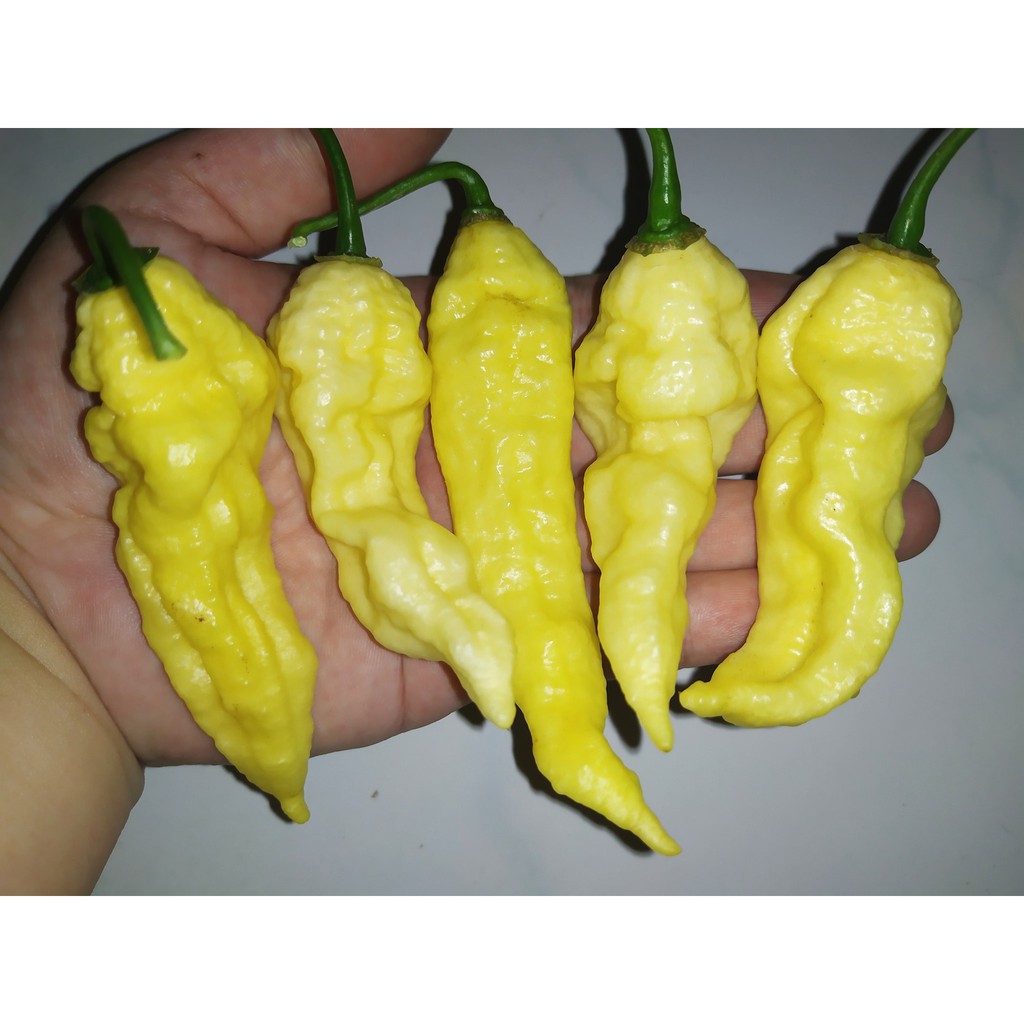 Benih Bibit Biji - Cabai White Bhut Jolokia Ghost Pepper Seeds