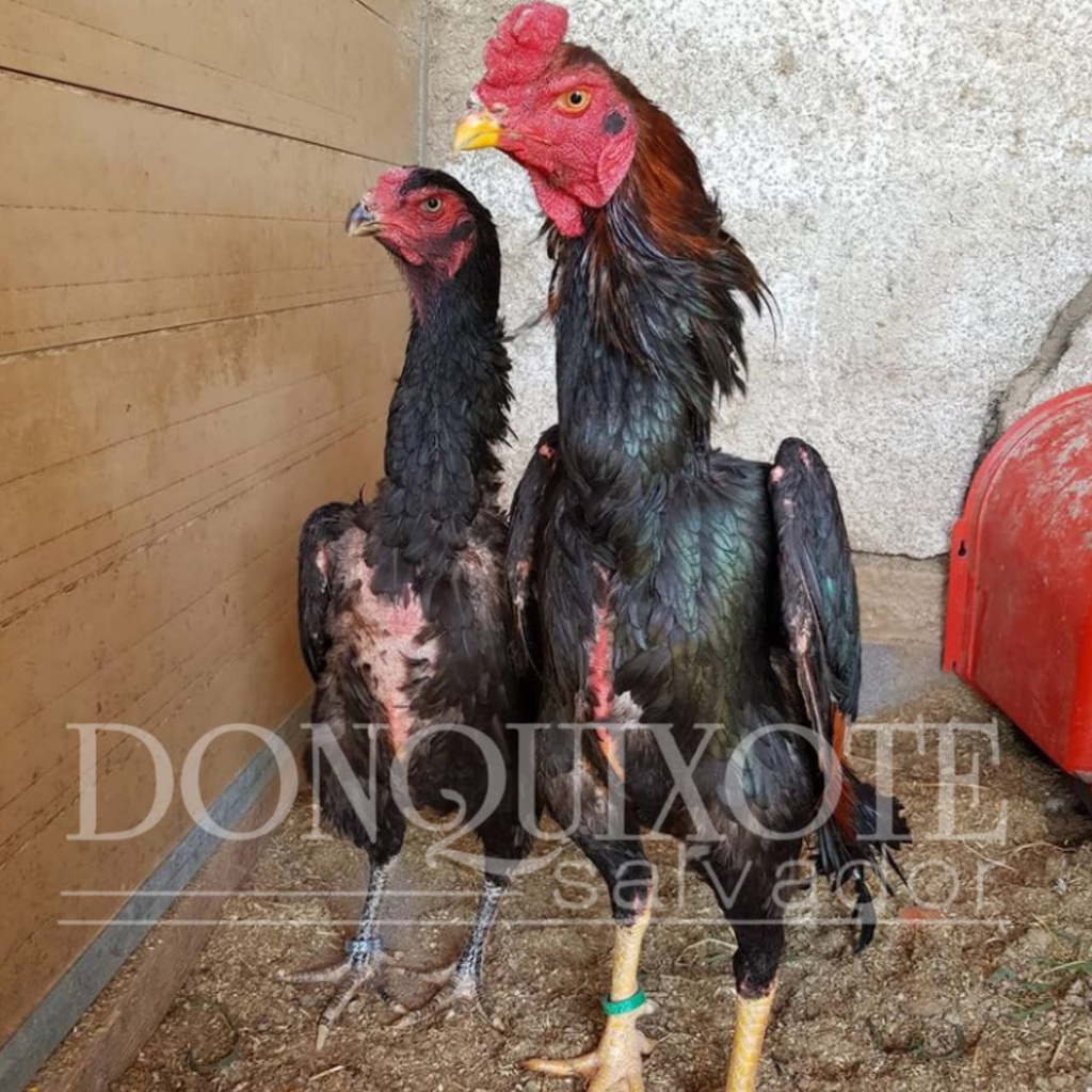 ayam shamo japan eropa brazil telur siap kirim dan tetas