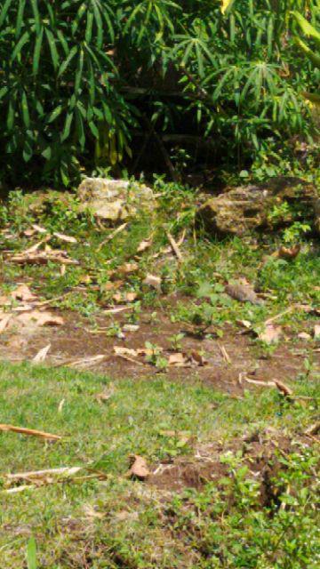 1/2 Slab Rockwool Cultilene Media Tanam Hidroponik Bukan Hidroton