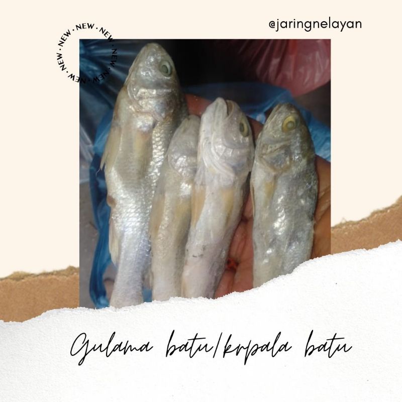 

IKAN ASIN GULAMA BATU/KEPALA BATU 250 GRAM