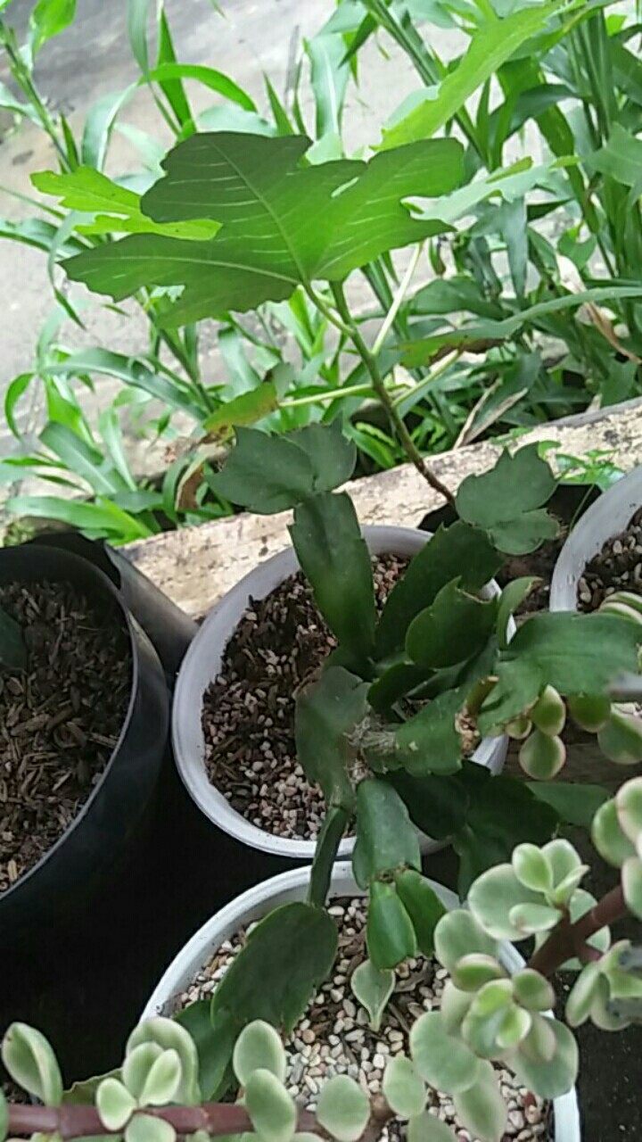 Kaktus Sekulen Kepiting