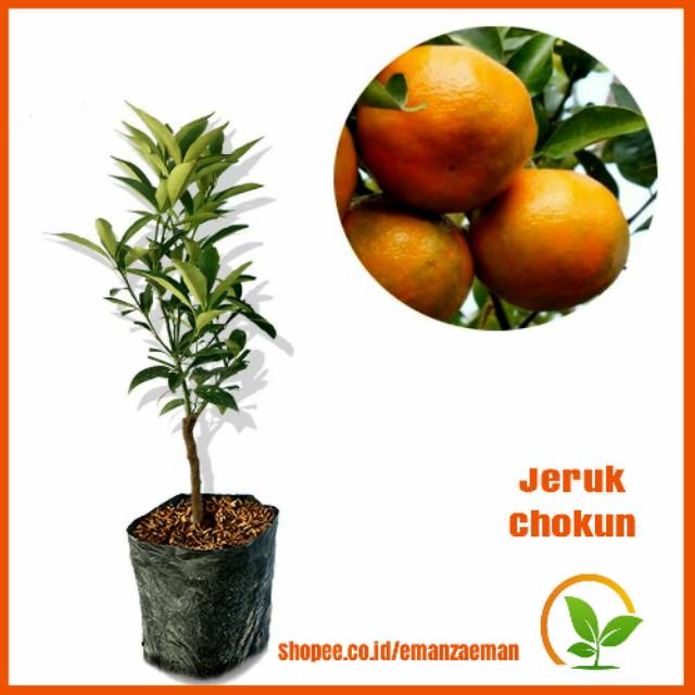 Pohon Jeruk Chokun / Bibit Jeruk Chokun / Pohon Jeruk Chokun