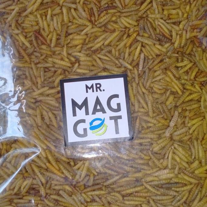 

[[BISA COD]] maggot kering 1kg bsf ORIGINAL