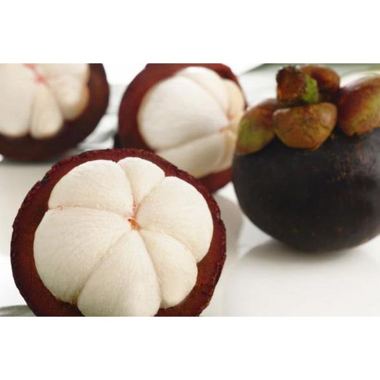 BIBIT MANGGIS OKULASI