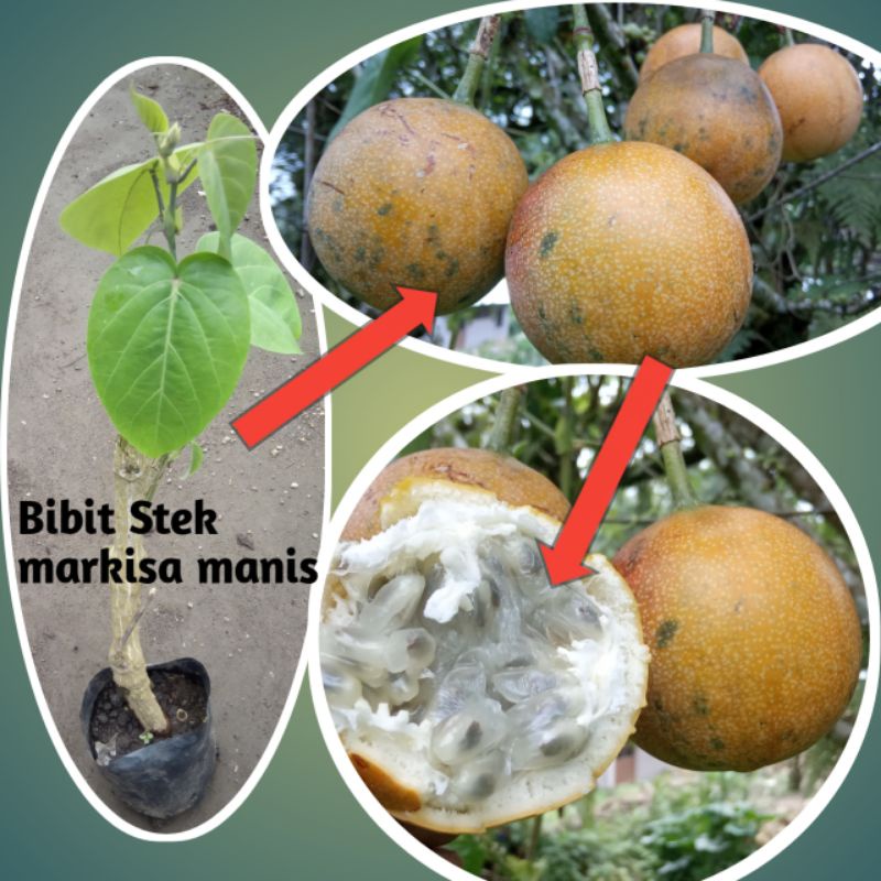 BIBIT MARKISA MANIS/KONYAL DARI STEK KULIT KUNING SIAP TANAM CEPAT BERBUAH