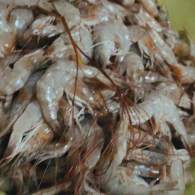 

Udang Sedang