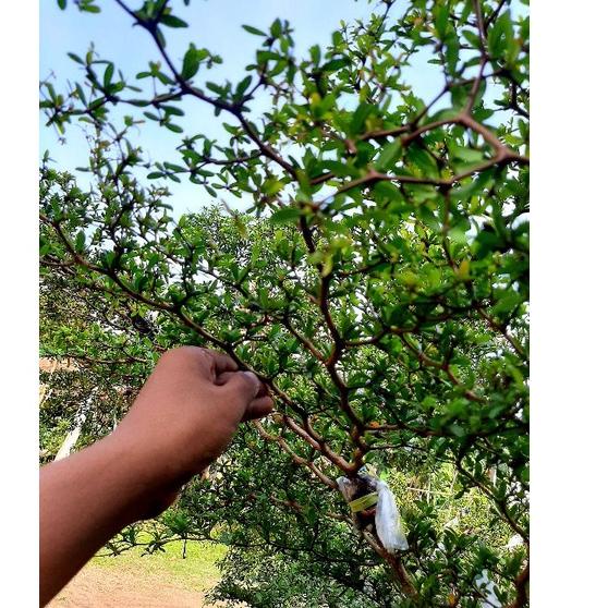 Harga Spesial.. PROMO  bibit bonsai bucida spinosa / bahan bonsai bucida spinosa / black olive / geo