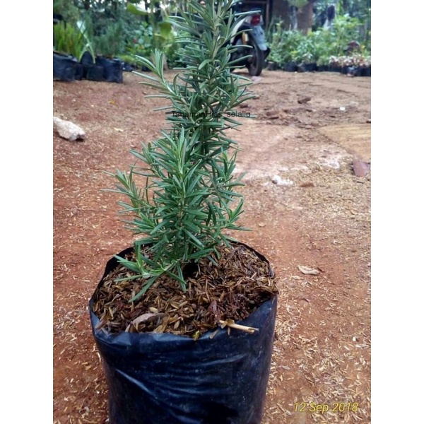 Tanaman Rosemary - Rosmary Pengusir Nyamuk - Tanaman pengusir nyamuk