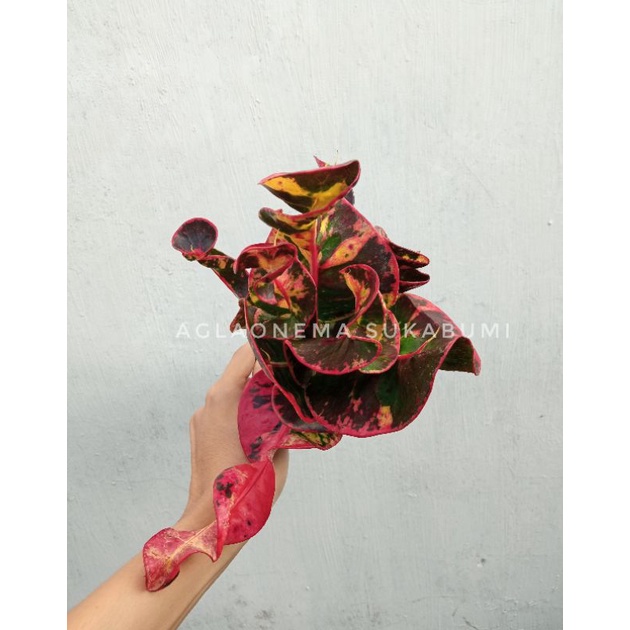 puring apel Washington C