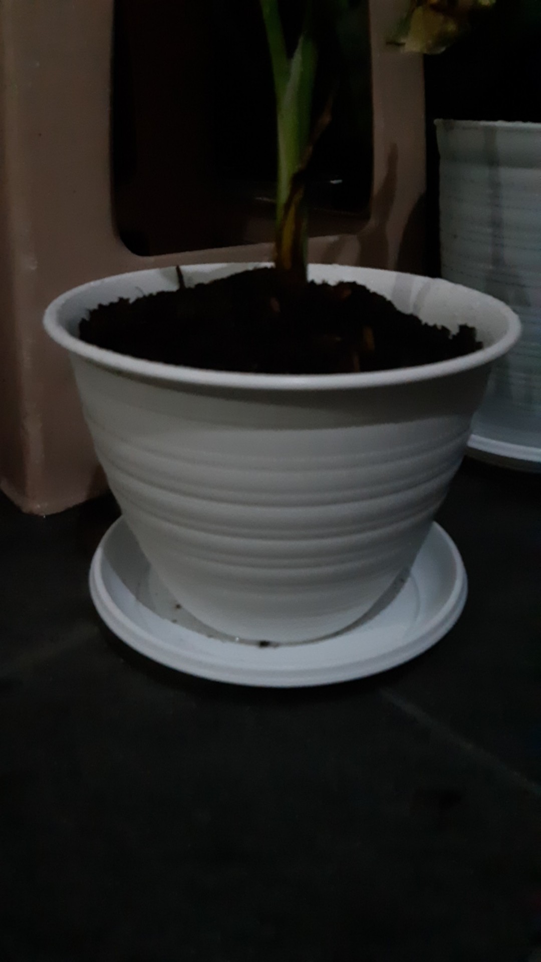 Pot Bunga Tanaman Tawon Putih 18cm +tatakan Bawah