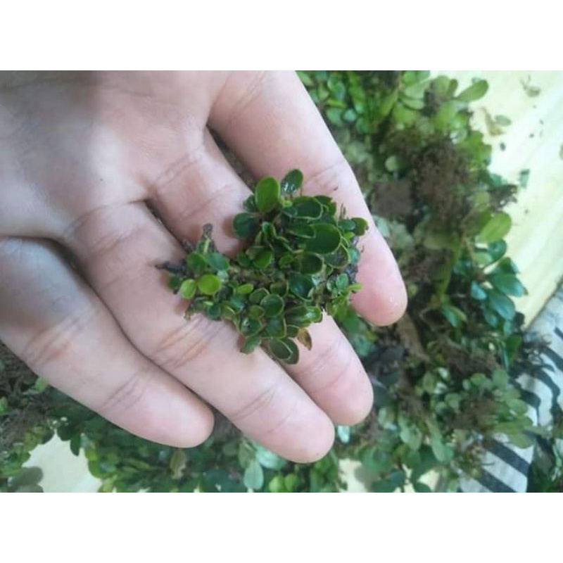 bucephalandra