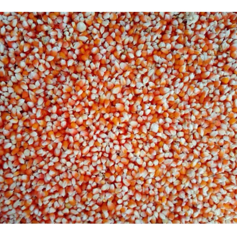 Jagung kristal kecil 1 kg
