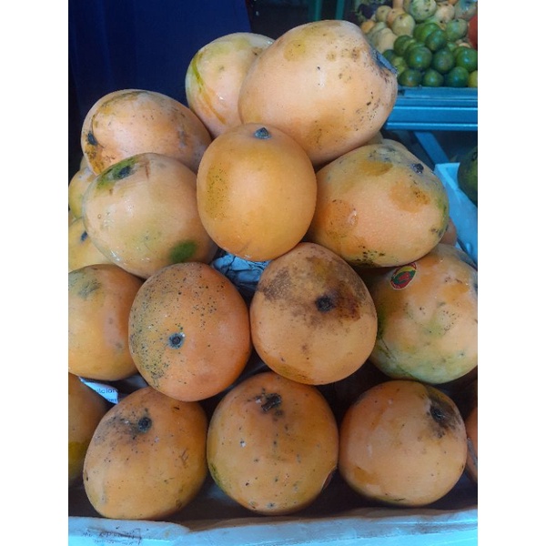 

Mangga Gincu