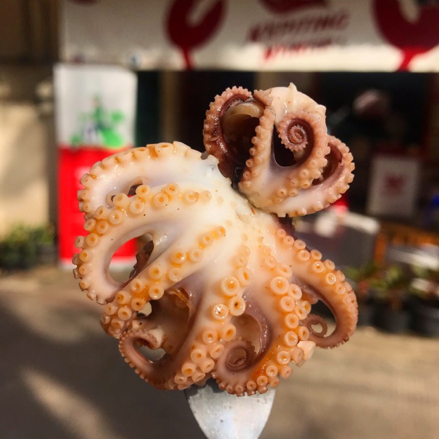 

Kepiting Nyinyir (extra baby octopus)