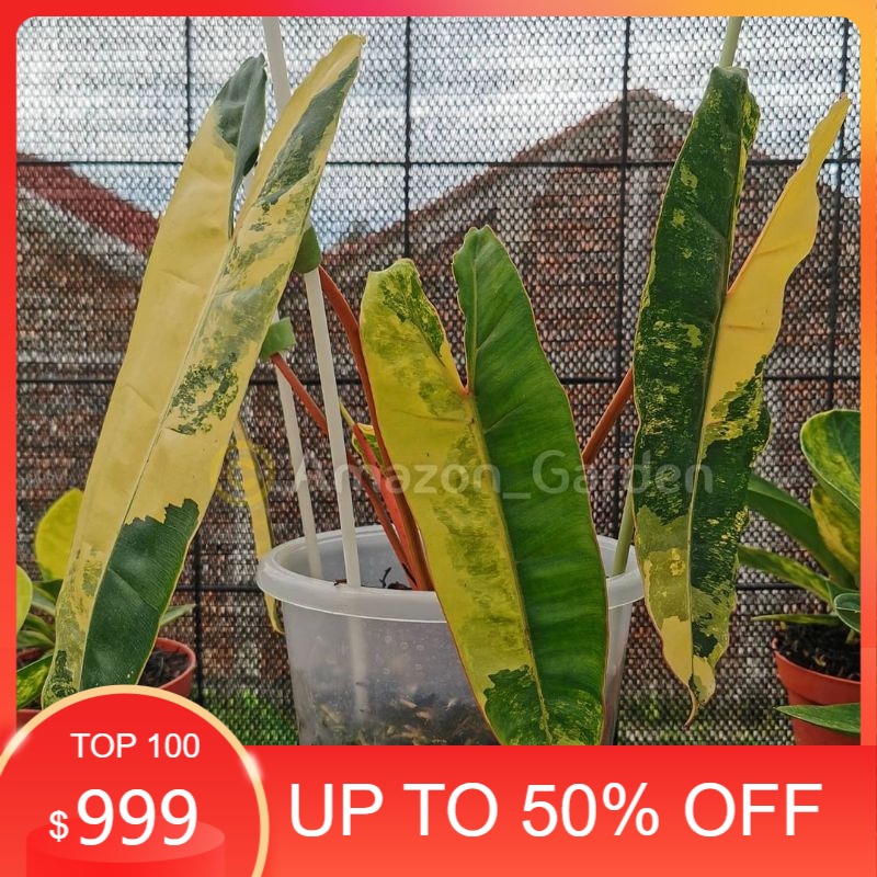 bonggol philodendron kabel busi variga