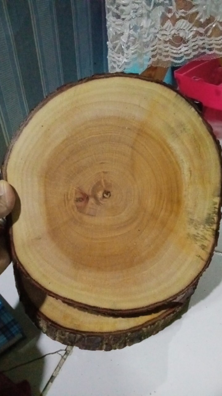 Wood Slice 23-25 Cm Log Kayu Hiasan Dinding Bahan Craft Dekorasi