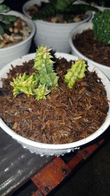 Sekulen Huernia Varigata