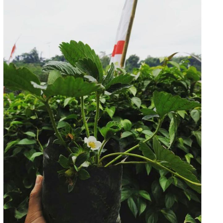 [Star] promoBeli 2,bonus 1. bibit stroberi jumbo manis|termurah