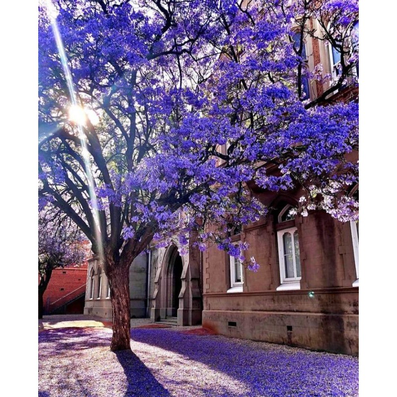 tanaman hias tabebuya ungu - pohon tabebuya ungu - bibit tanaman tabebuya ungu