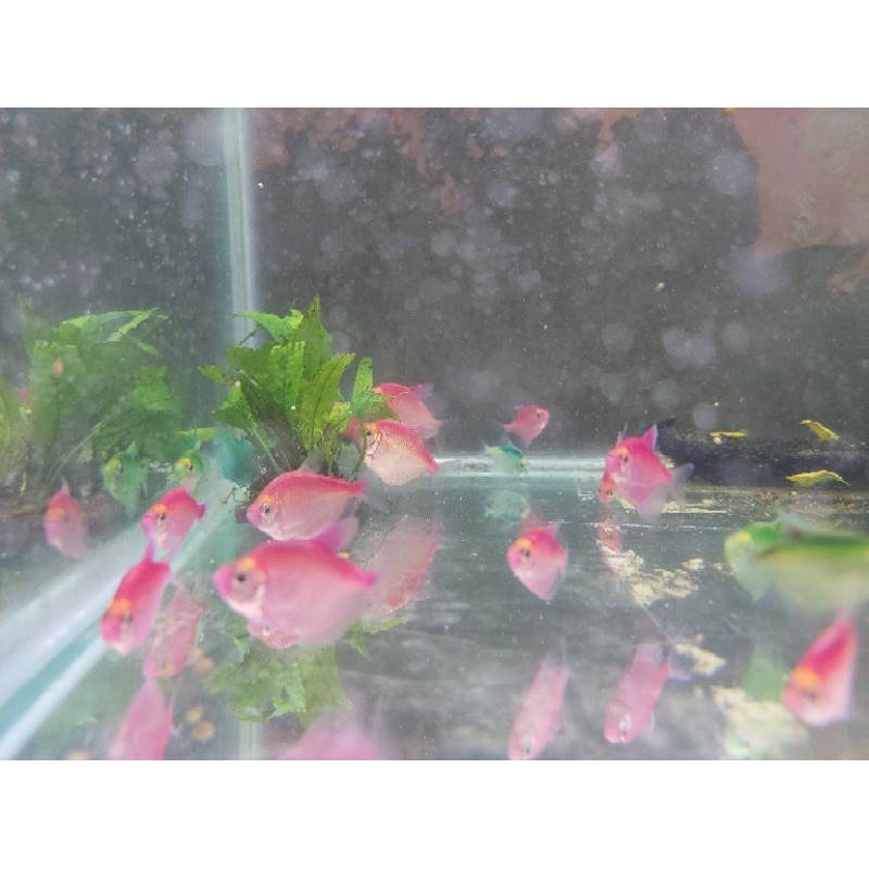 IKAN HIAS GLOFISH TETRA AQUASCAPE