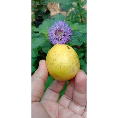 

JERUK LEMON LOKAL Kemasan 500 Gram