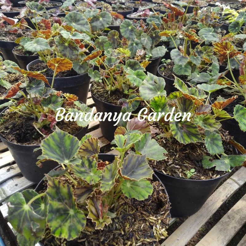 Tanaman Hias Begonia Tiger / Begonia Kerang Rimbun Kerang Jadu;