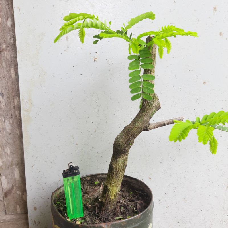 Bahan bonsai Asem Jawa (Tamarindus indica) hasil cangkok