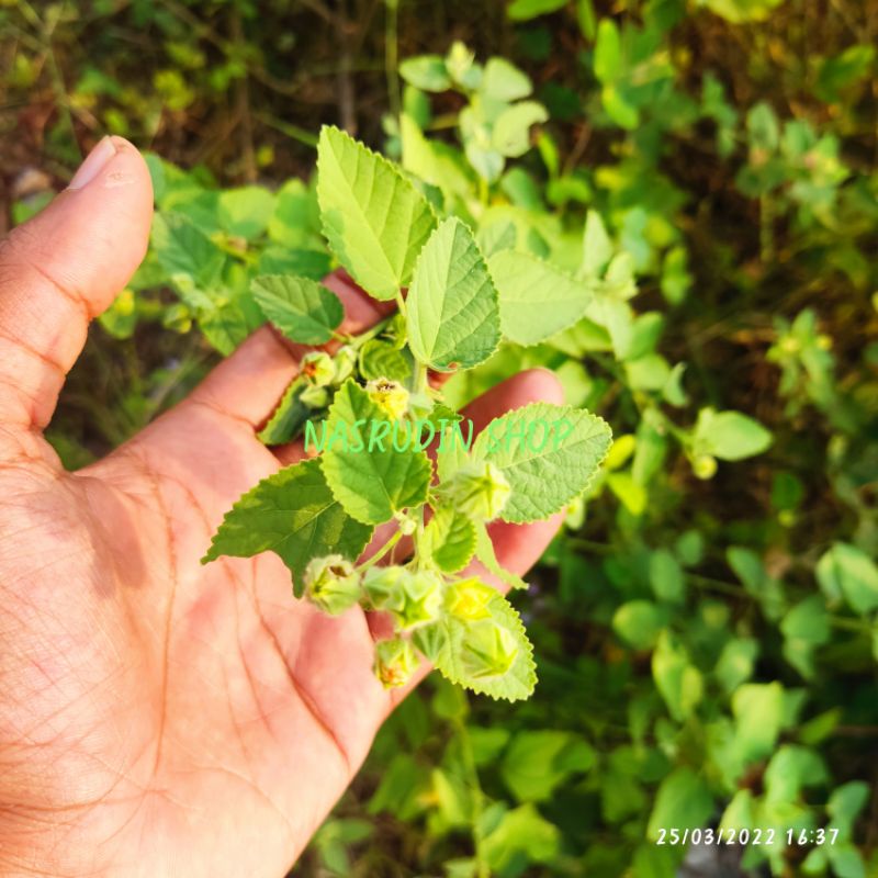 

DAUN BALA SEGAR / DAUN SIDAGURI PASIR 1KG / SIDA CORDIFOLIA / ILIMA / FLANEL WEED / COUNTRY MALLOW / HEART-LEAF SIDA / LANGSUNG PETIK / PROMO / TERLARIS / TERMURAH