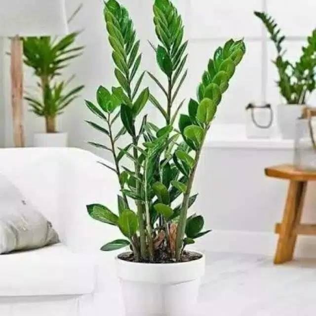 Tanaman Hias  Zuzu Plant Zamiocukas / Zamia Kulkas Varigata