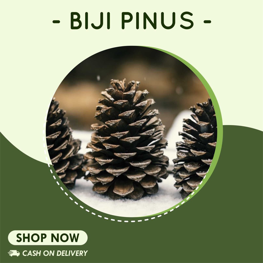 Biji Pinus | Bunga Pinus | Buah Pinus Rustic