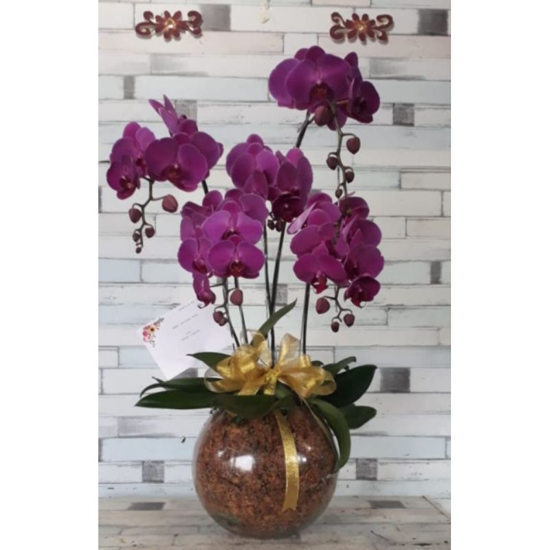 BUNGA VAS ANGGREK|BUNGA ANGGREK VAS KACA|BUNGA FRESH JAKARTA