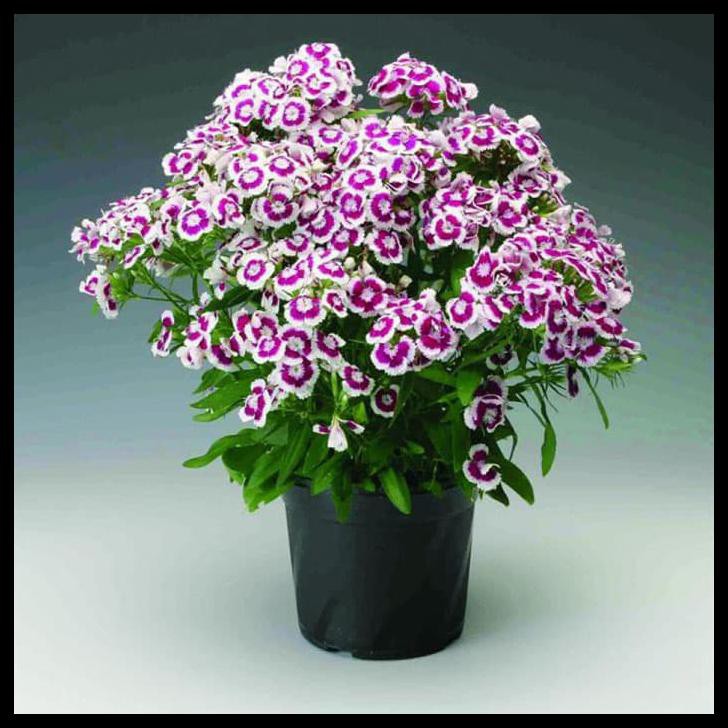 Tanaman Hias Bunga Anyelir Bunga Ungu Putih Dianthus Purple Picotee Shopee Indonesia