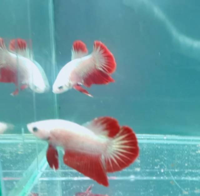 IKAN CUPANG DRAGON RED HMPK