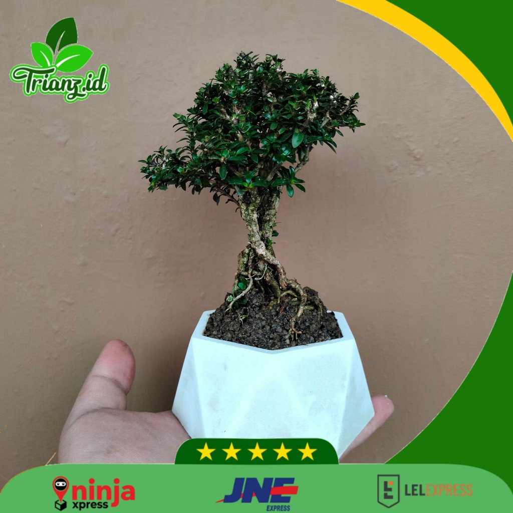 Bonsai seribu bintang pot approximately besar/ tanaman hias bonsai seribu bintang dan pot aproximate