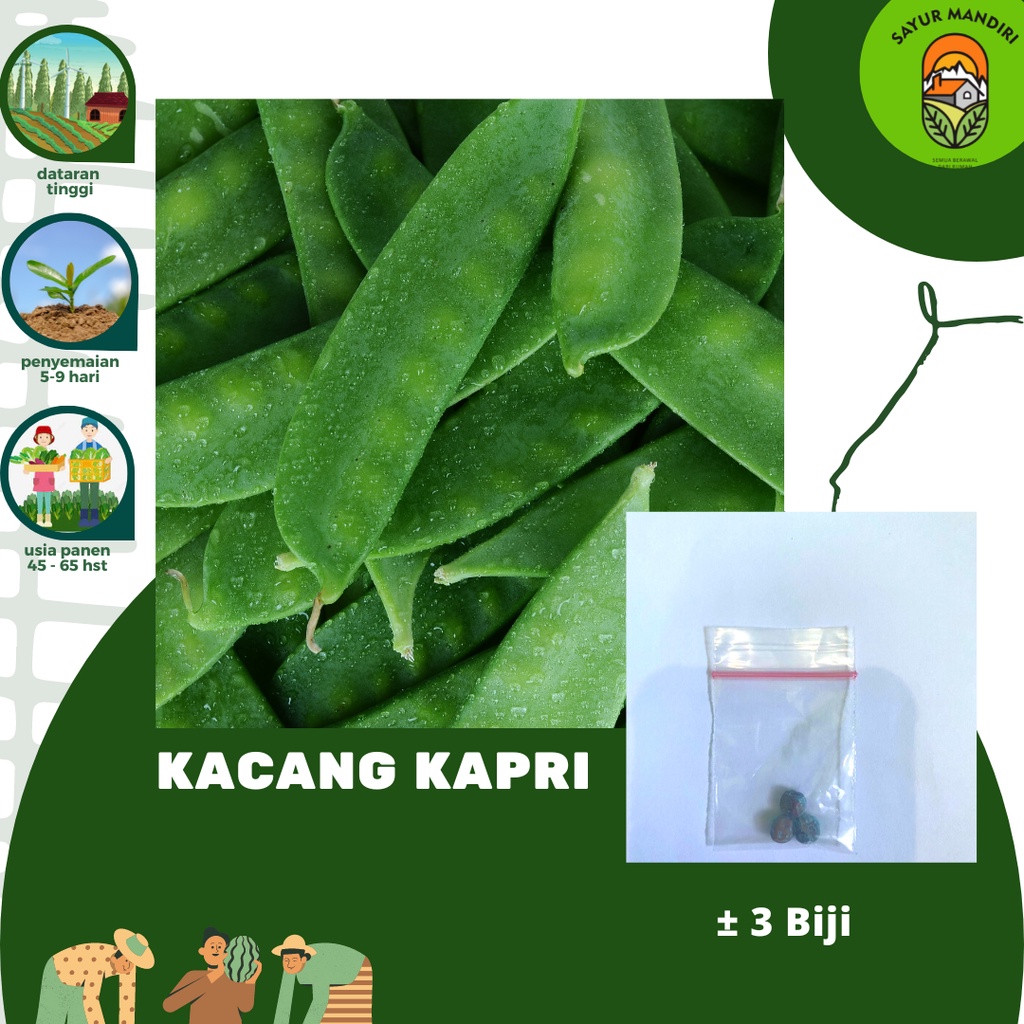 Benih Kacang Kapri